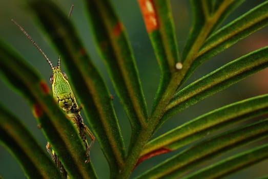 a grasshopper was hiding behind leaves