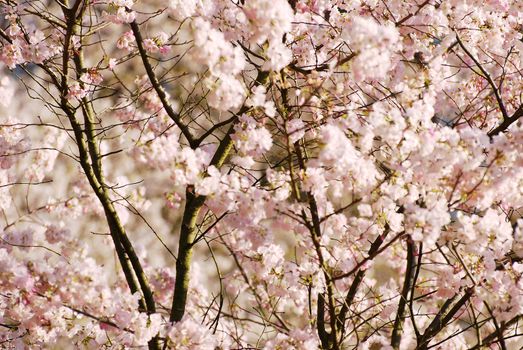 Cherry flowers and stem