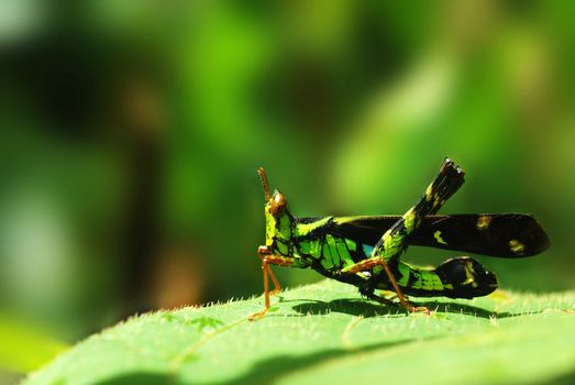 a grasshopper standed on a leaf 