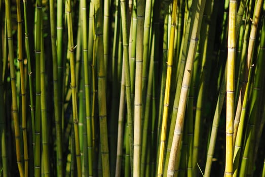a pattern of green asian bamboo stems