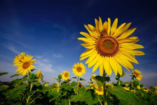 sunflowers with blue sky