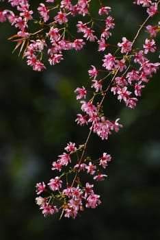 pink Thai Cherry blossom flower with green background