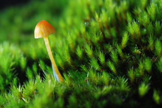 a small orange mushroom grown in green mosses