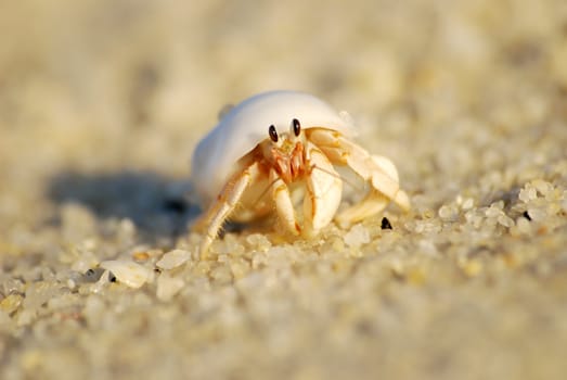 hermit crab on sand gravels in the morning