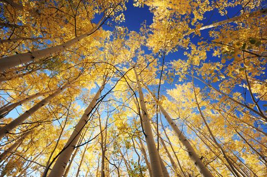 golden aspen trees with blue sky from Colorado