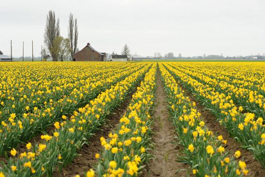 Yellow Daffodil Field in rows from Northern Washington