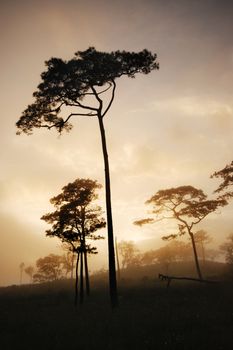 A pine tree in a fog with scattered light during sunset