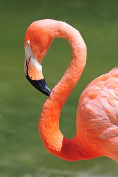flamingo head and S shaped curved neck