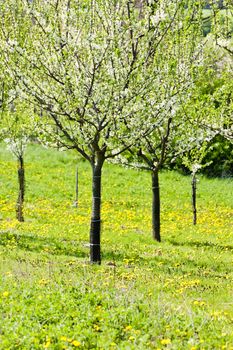 blooming orchard in spring