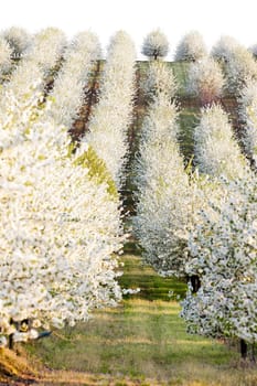 blooming orchard in spring, Czech Republic