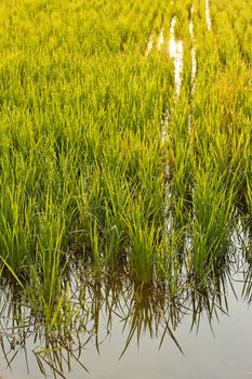 rice field near Tornaco, Piedmont, Italy