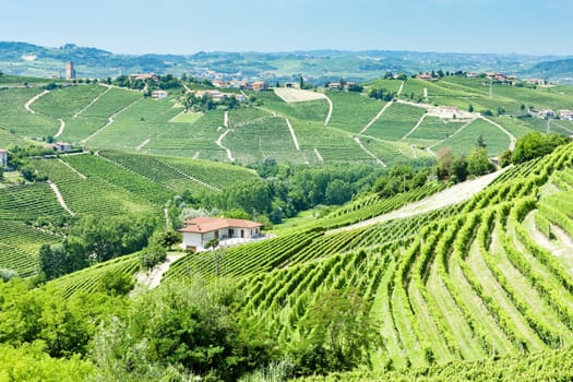 vineyars near Barbaresco, Piedmont, Italy