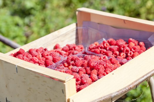 raspberries