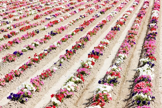 flower field, Provence, France