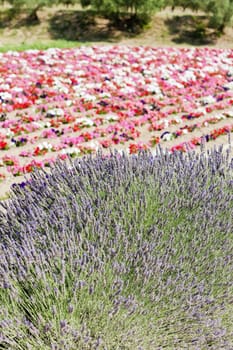 flower field and lavenders, Provence, France