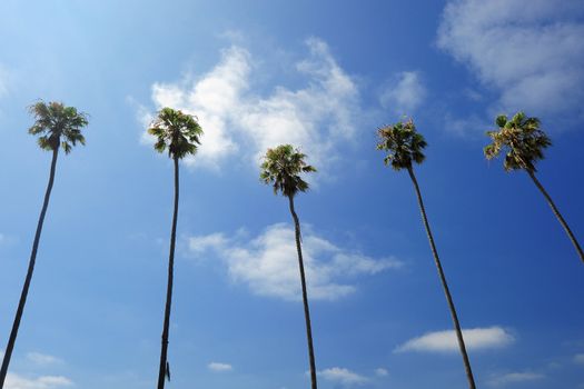 group of palm trees on blue sky