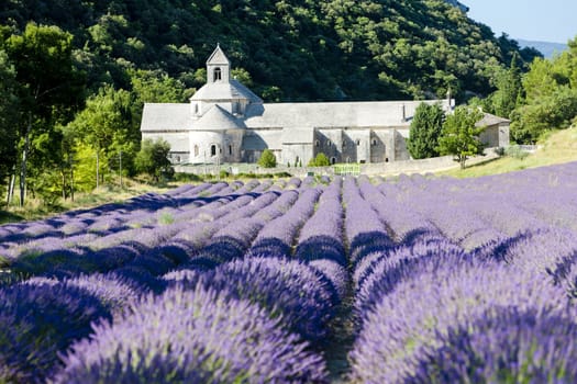 Senanque abbey with lavender field, Provence, France