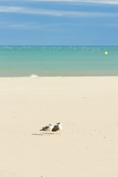 Narbonne Plage, Languedoc-Roussillon, France