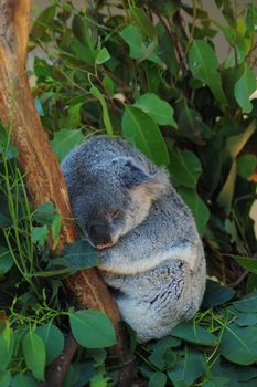 a koala sleeping on eucalyptus tree