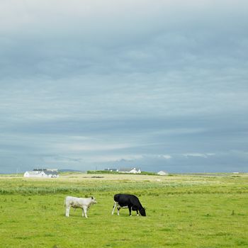 cows, The Mullet Peninsula, County Mayo, Ireland