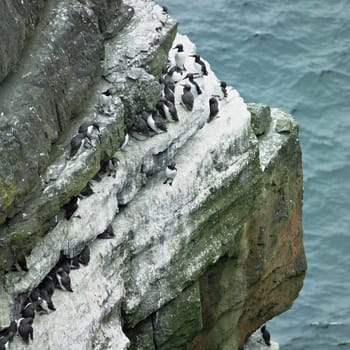 sea birds, Loop Head, County Clare, Ireland