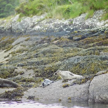 seals, Bantry Bay, County Cork, Ireland