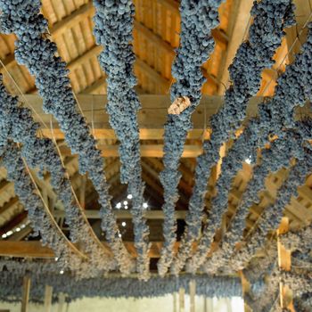 grapes drying for straw wine (neronet), Biza Winery, Cejkovice, Czech Republic