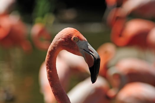 head of pink flamingo with long neck