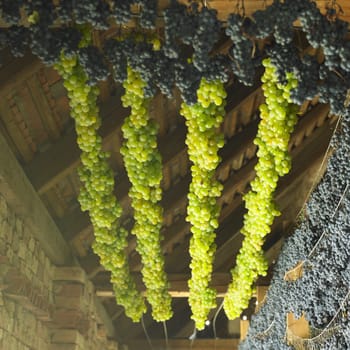 grapes drying for straw wine, Biza Winery, Cejkovice, Czech Republic