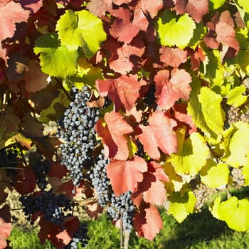 grapevines in vineyard, Czech Republic