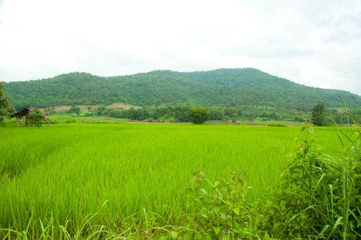 rice field 