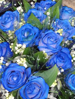 Photo of blue roses close up