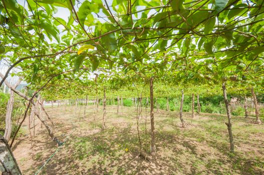 passion fruit garden
