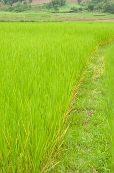 rice field 