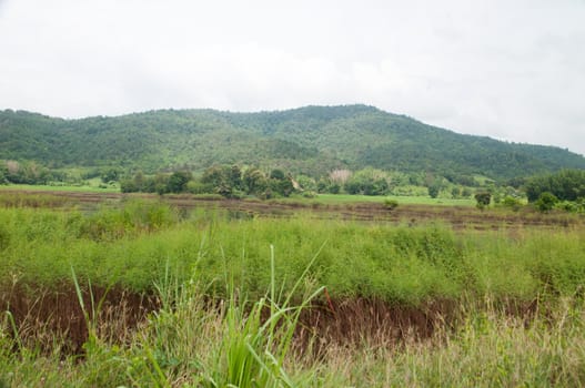 rice field 