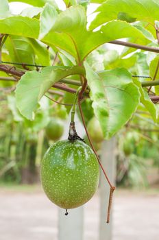 passion fruit garden