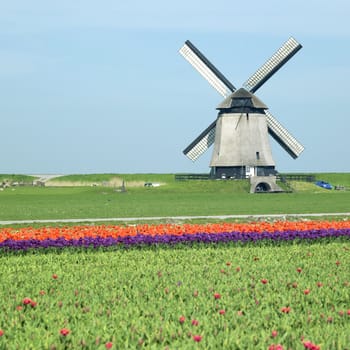 windmill with tulip field near Schermerhorn, Netherlands