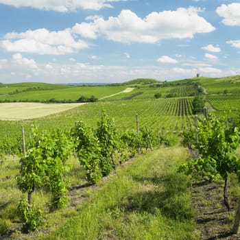 vineyard, Palava, Czech Republic