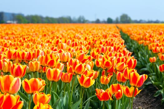 Field of tulips ready for export in Holland Netherlands