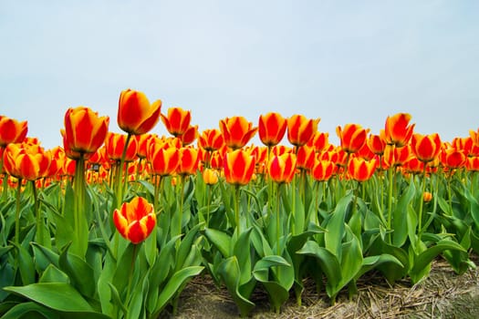 Field of tulips ready for export in Holland Netherlands