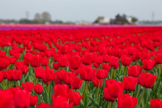 Field of tulips ready for export in Holland Netherlands