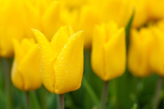 Field of tulips. Tulip in the rain. Holland Netherlands
