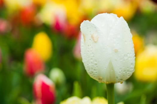 Field of tulips. Tulip in the rain. Holland Netherlands