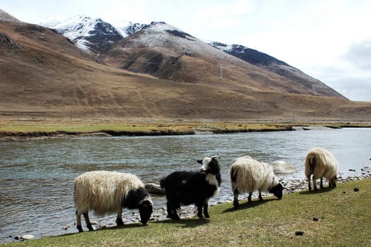 Landscape of snow-capped mountains and a river in the highland of Tibet