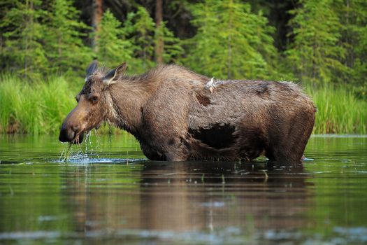 A moose enjoy eating grass in water, Denali National Park, Alaska