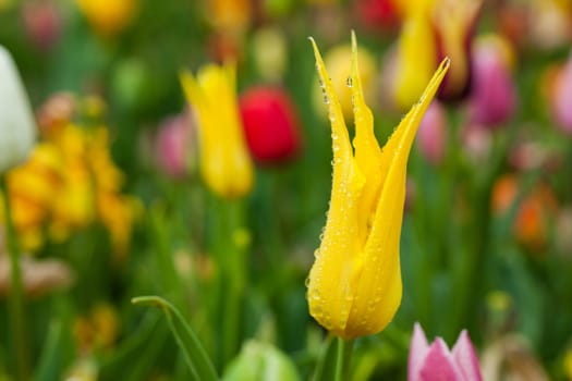 Field of tulips. Tulip in the rain. Holland Netherlands