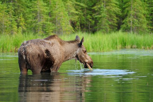 A moose was eating grass in a lake at Denali National Park