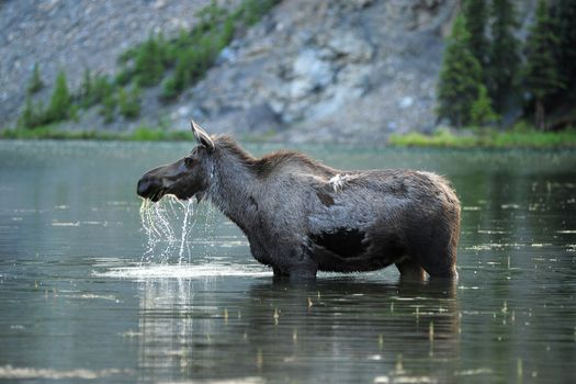 A moose enjoy eating grass in a lake in Denali National Park, Alaska