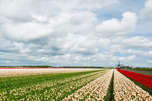 A traditional Dutch colorful tulips field with wildmill. Netherlands