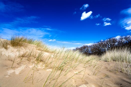 sandy dunes with dry grass and blue sky with white clouds in Netherlands
